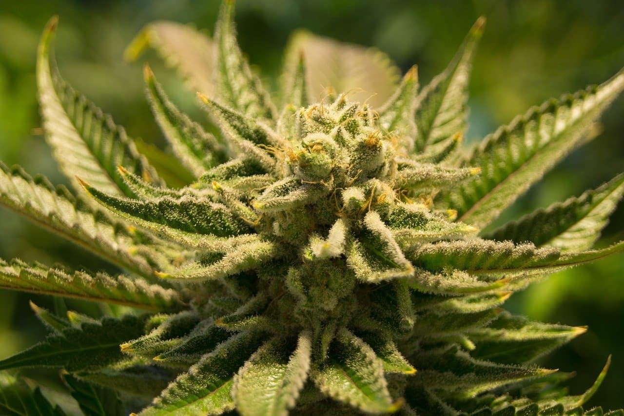 Lemon Haze Blüten: 100% Natürliches THCA Cannabis für Ein Erstklassiges Erlebnis – Schnell und Diskret Aus Deutschland Versendet