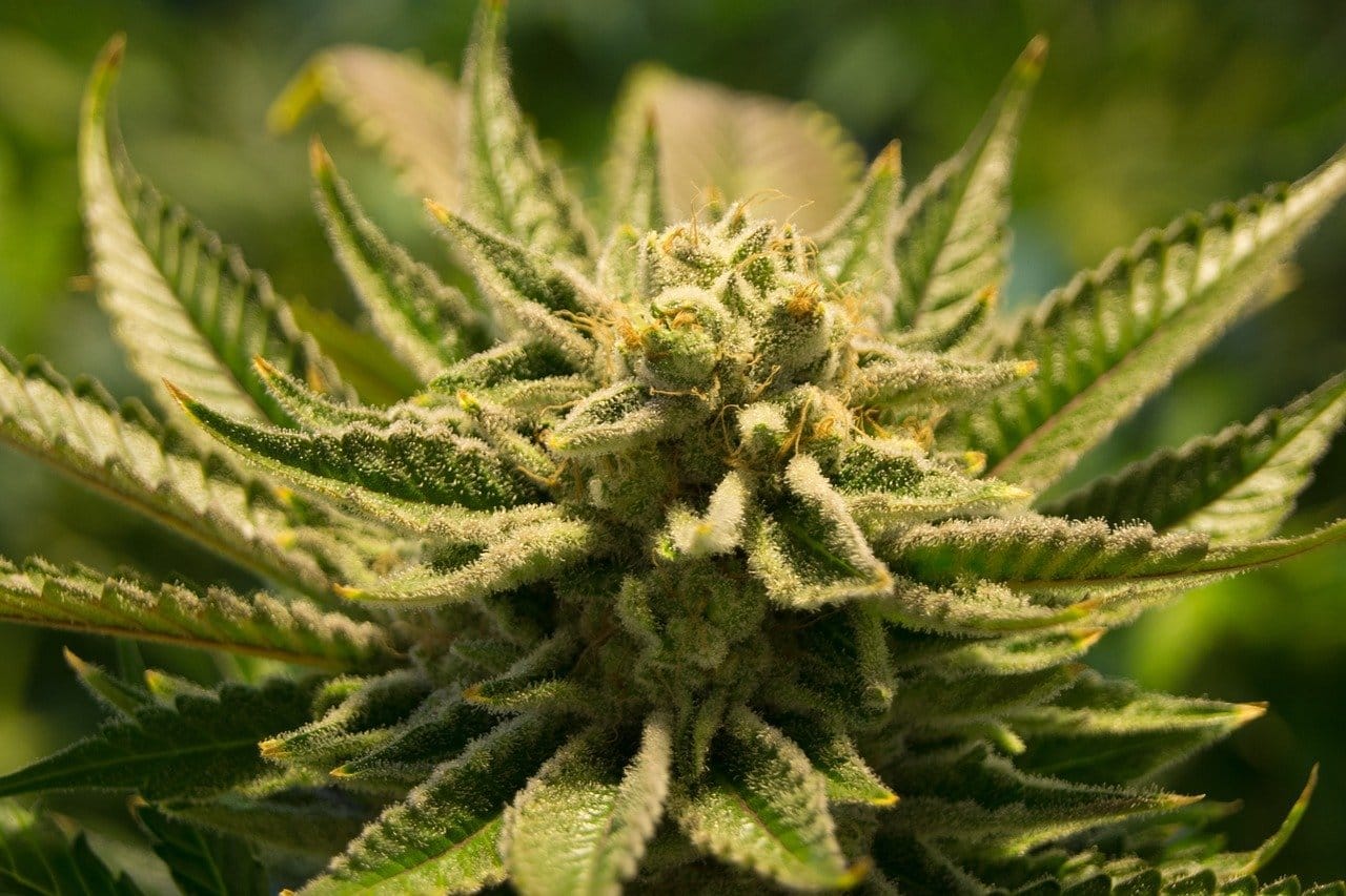 Lemon Haze Blüten: 100% Natürliches THCA Cannabis für Ein Erstklassiges Erlebnis – Schnell und Diskret Aus Deutschland Versendet