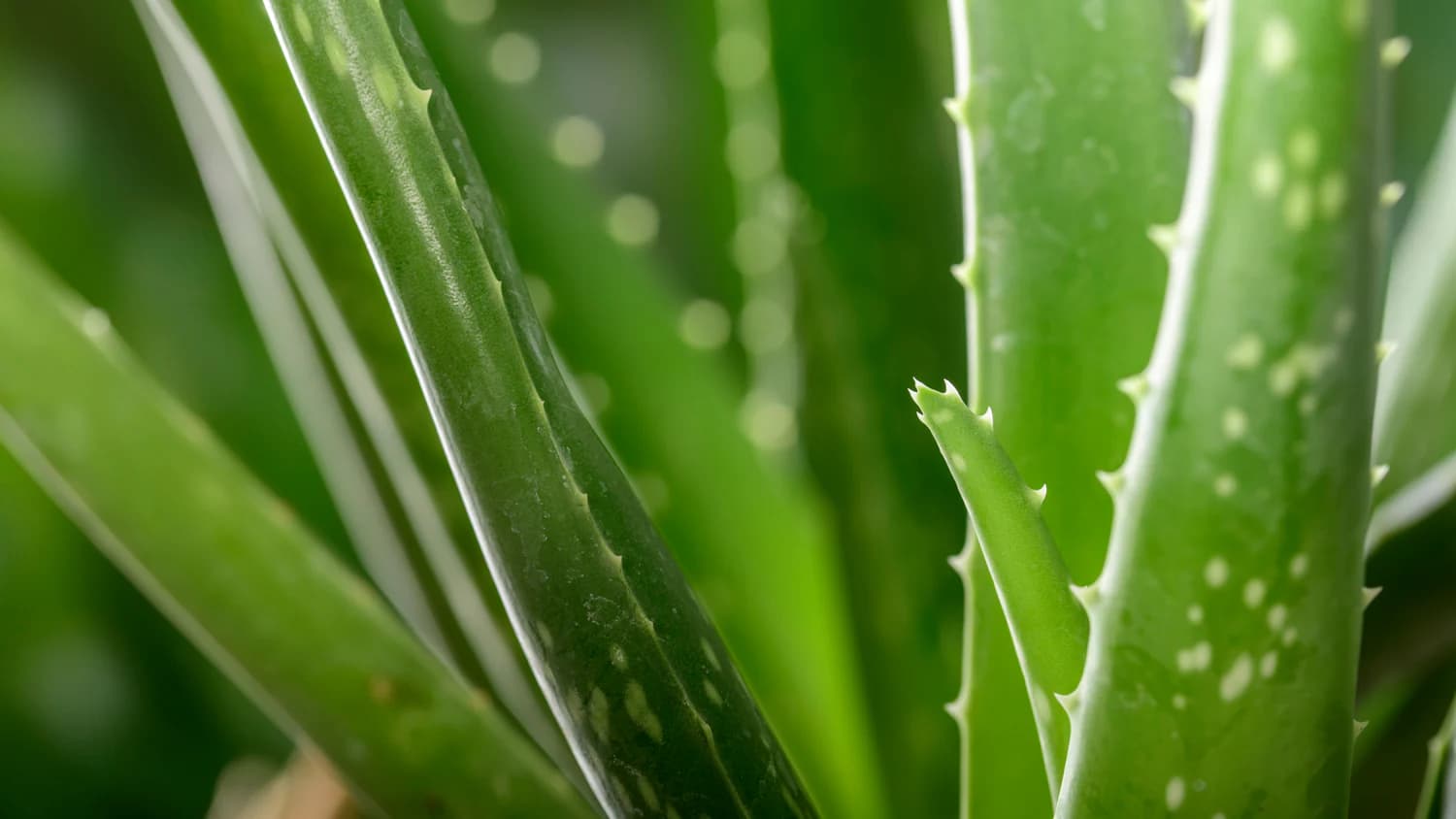Unabhängiger Distributor von Forever Living Products erklärt: So wirkt die Aloe Propolis Creme