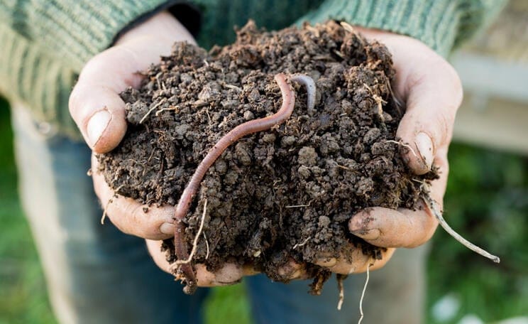 Regenwürmer kaufen für den Garten: So finden Sie die besten Anbieter