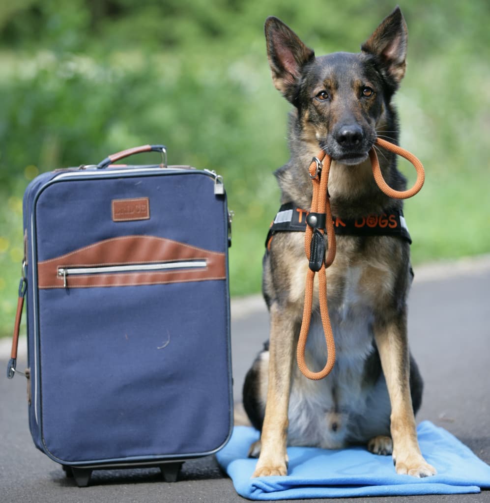 Die besten Hundezubehör-Must-haves für Ihren treuen Begleiter